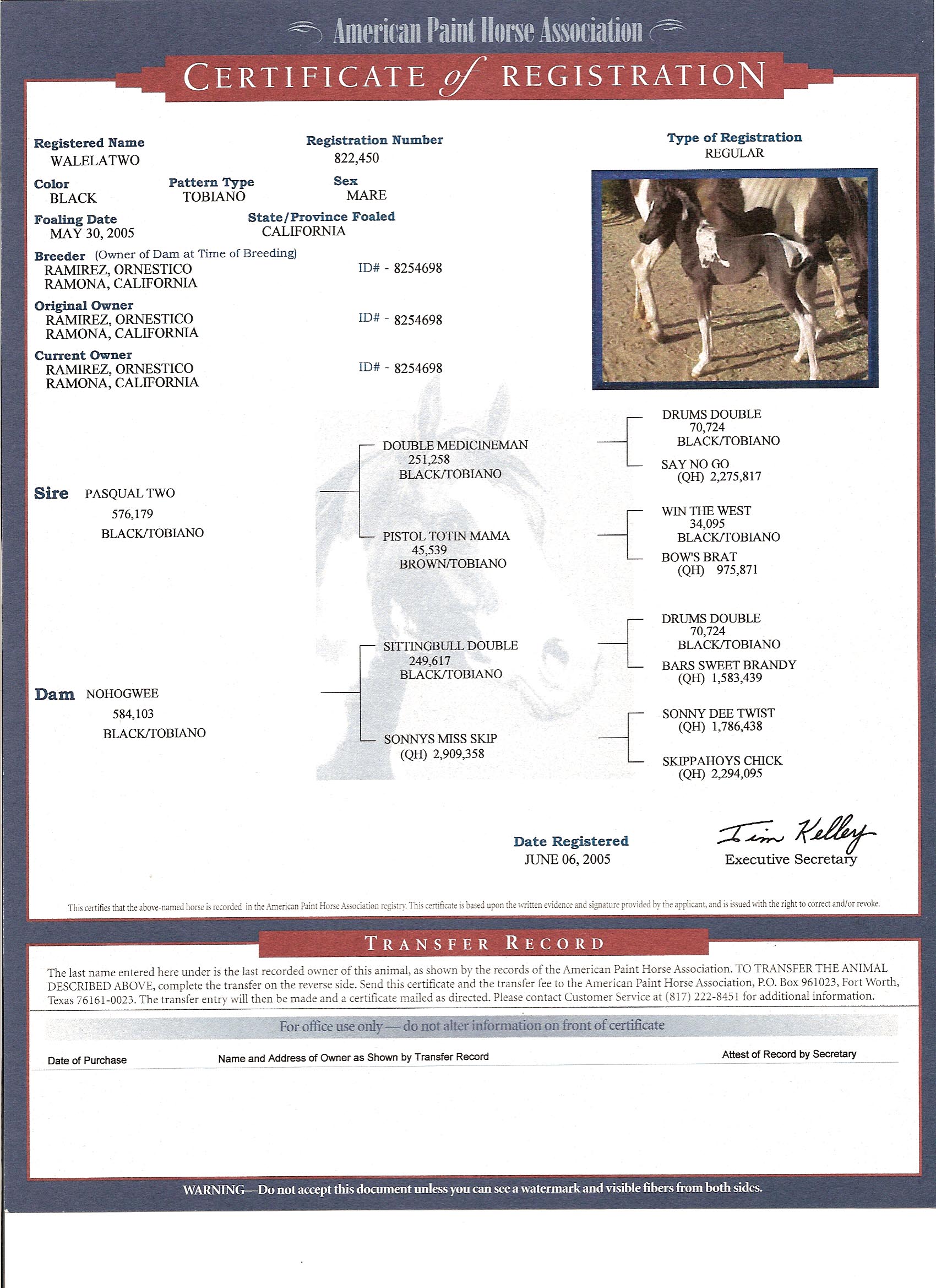 walela pedigree certificate